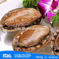 Frische leben gefrorene abalone